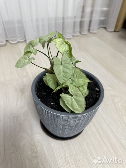 Сигнониум, весь цветок без горшка