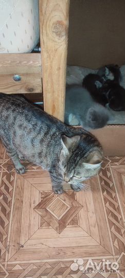 Котенок в дар бесплатно