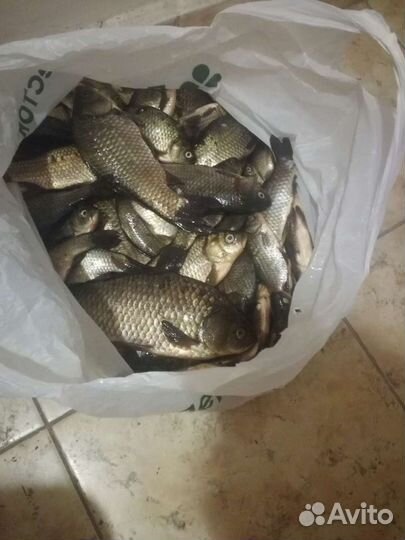 Живая рыба карась