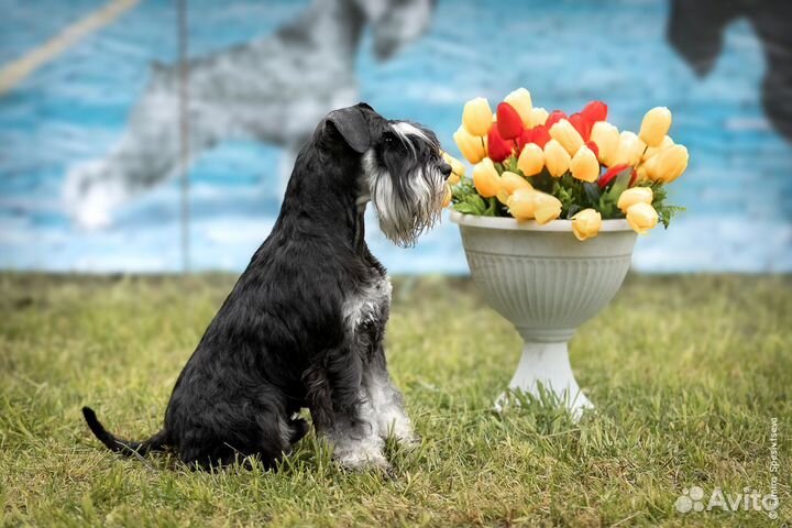 Цвергшнауцер вязка