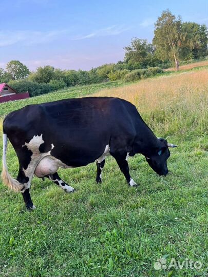 Коровы дойные