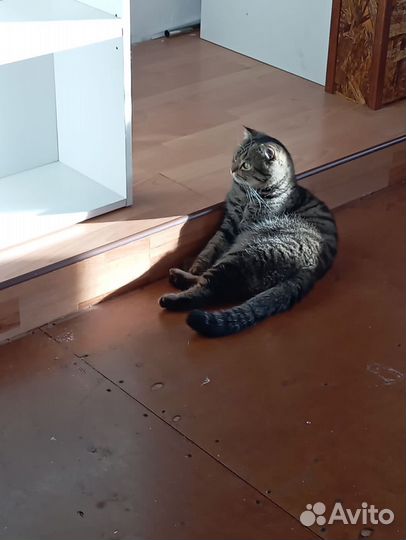 Передержка домашних животных