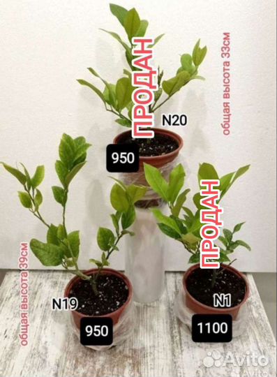 Лимон сорт Мейер, корнесобственный, удобрение