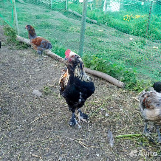 Петух
