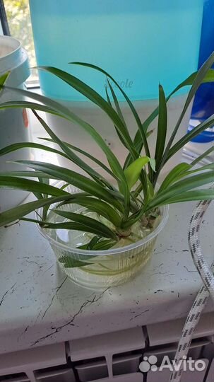 Хлорофитум