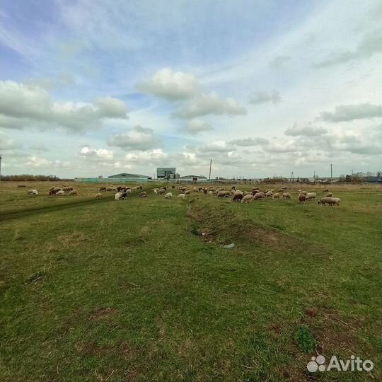 Продам овец