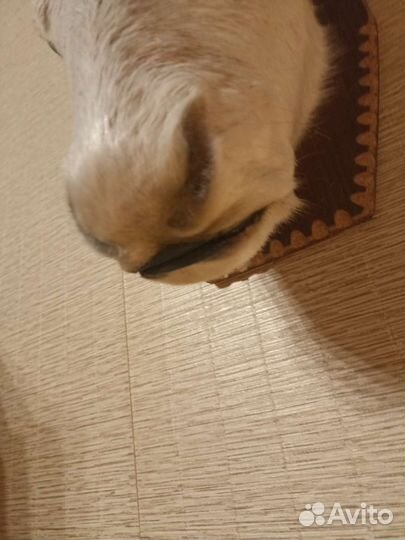 Чучело головы оленя