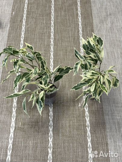 Фикус Пикси