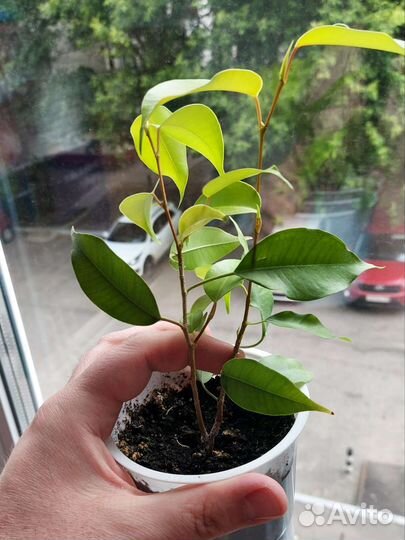 Фикус Бенджамина