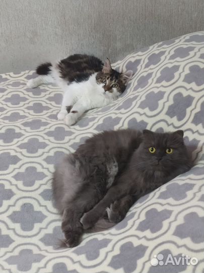 Котёнок мейн кун мальчик