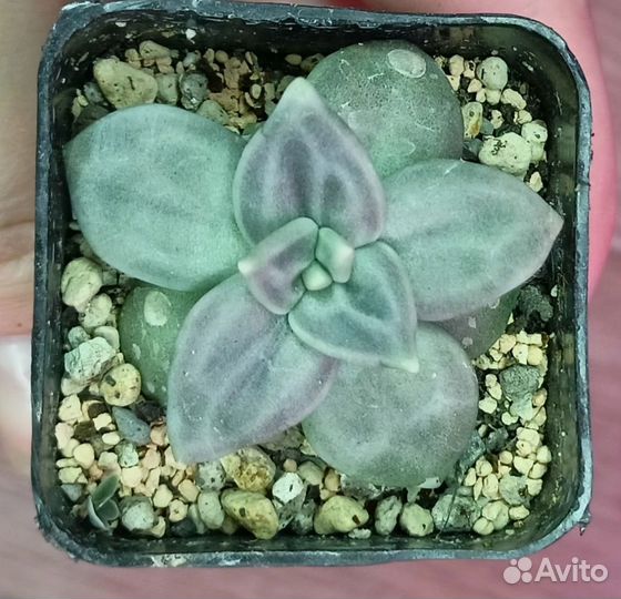 Суккуленты разные