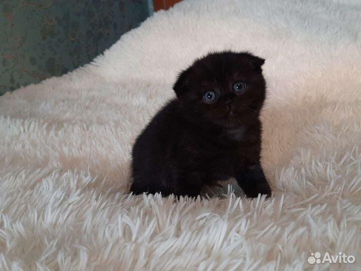 Котята шотландцы