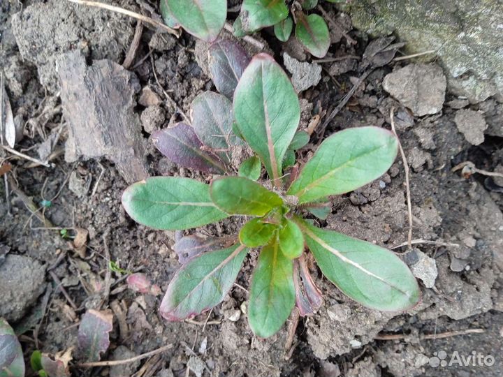 Энотера желтая