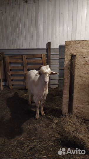 Козы, Овцы оптом