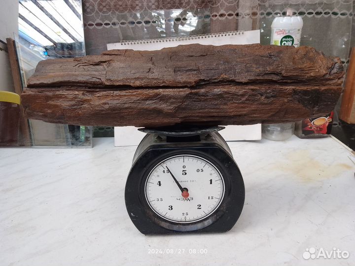 Кусок окаменелой древесины