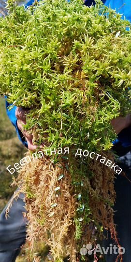 Мох сфагнум