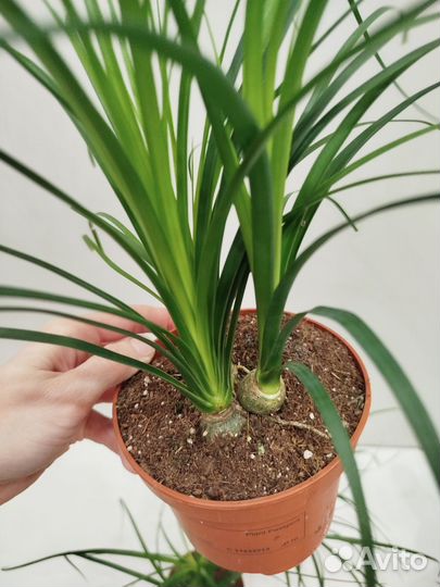 Нолина, 3шт в горшке