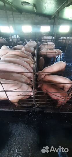 Свиньи поросята