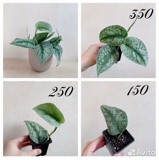 Сциндапсус эпипремнум