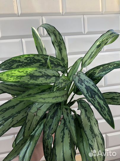 Аглаонема cutlass