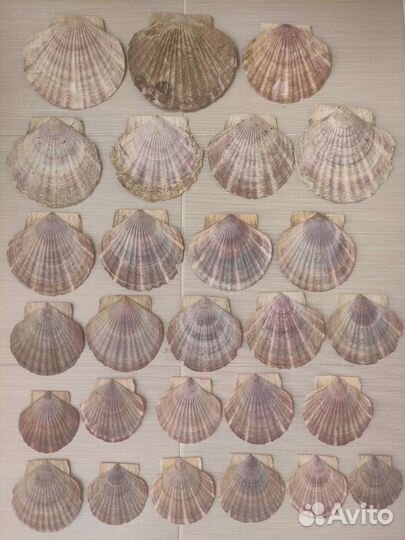 Морские ракушки раковины