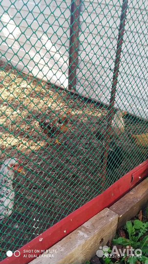 Куры цыплята