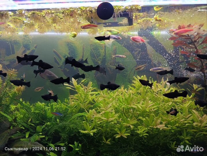 Рыбки моллинезии