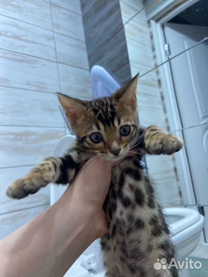 Бенгальский котенок