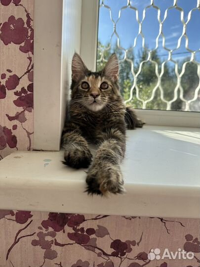 Девочка Мейн-Кун