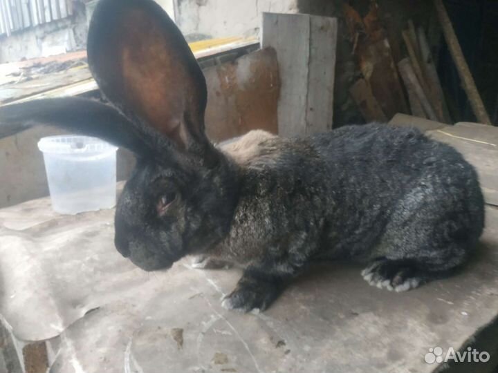 Кролики на племя