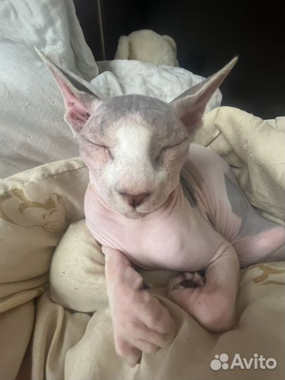 Донской сфинкс котята