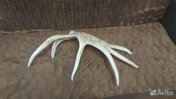 Лосиные рога