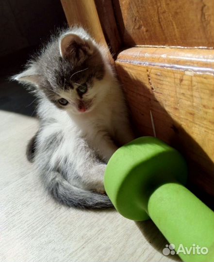 Сиамская кошечка