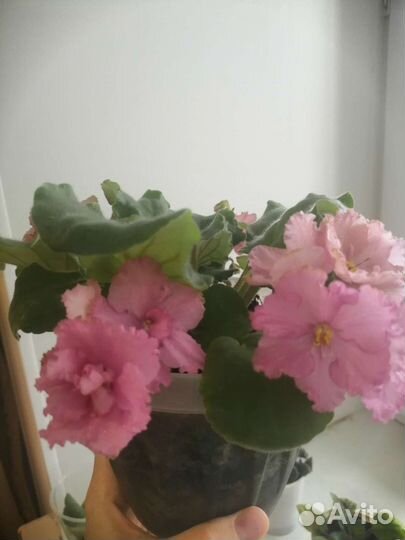 Фиалка в горшке