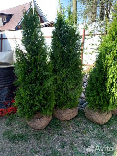 Туя западная смарагд