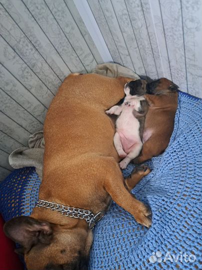 Щенки французского бульдога