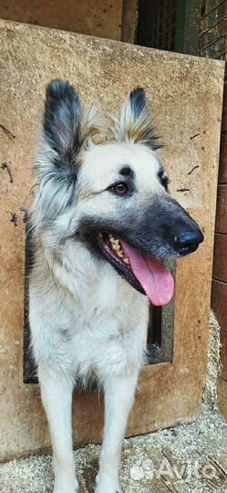 Молодой пёс угасает в приюте