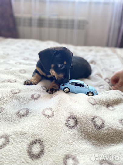 Щенки таксы