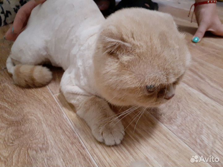 Стрижка кошек и котов