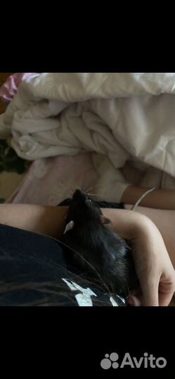 Крысы дамбо