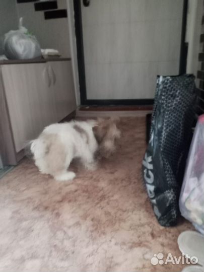 Шит цу щенки