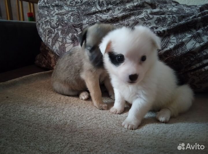 Длинноногий питчер