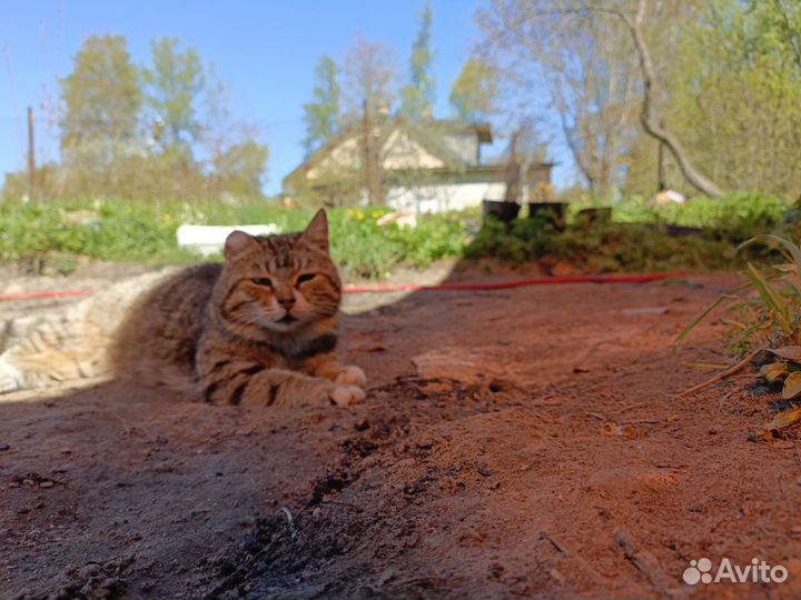 Кошка в добрые руки