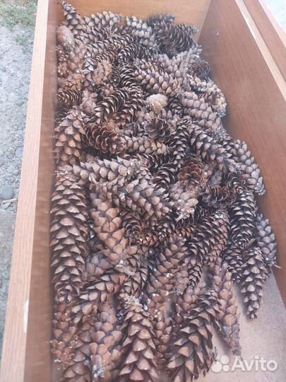 Материалы для поделок (набор шишек 100 штук)