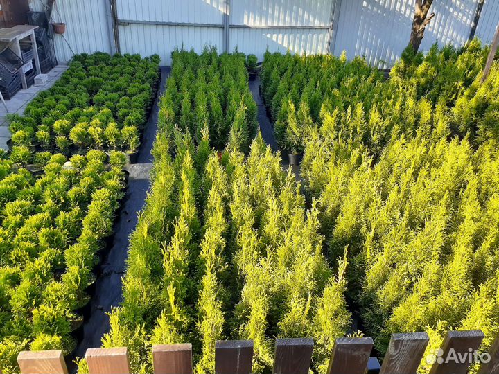 Туя Смарагд