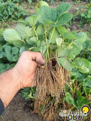 Рассада крупной клубники