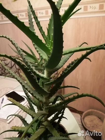 Алоэ столетник