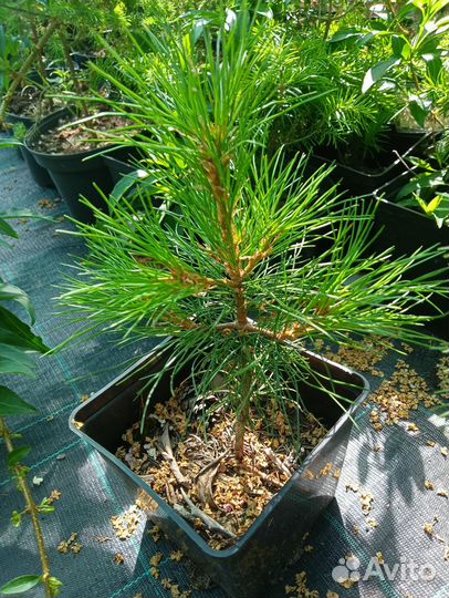 Сосна сибирская