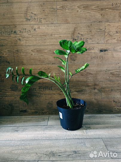 Замиокулькас