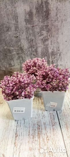 Комнатные домашние растения